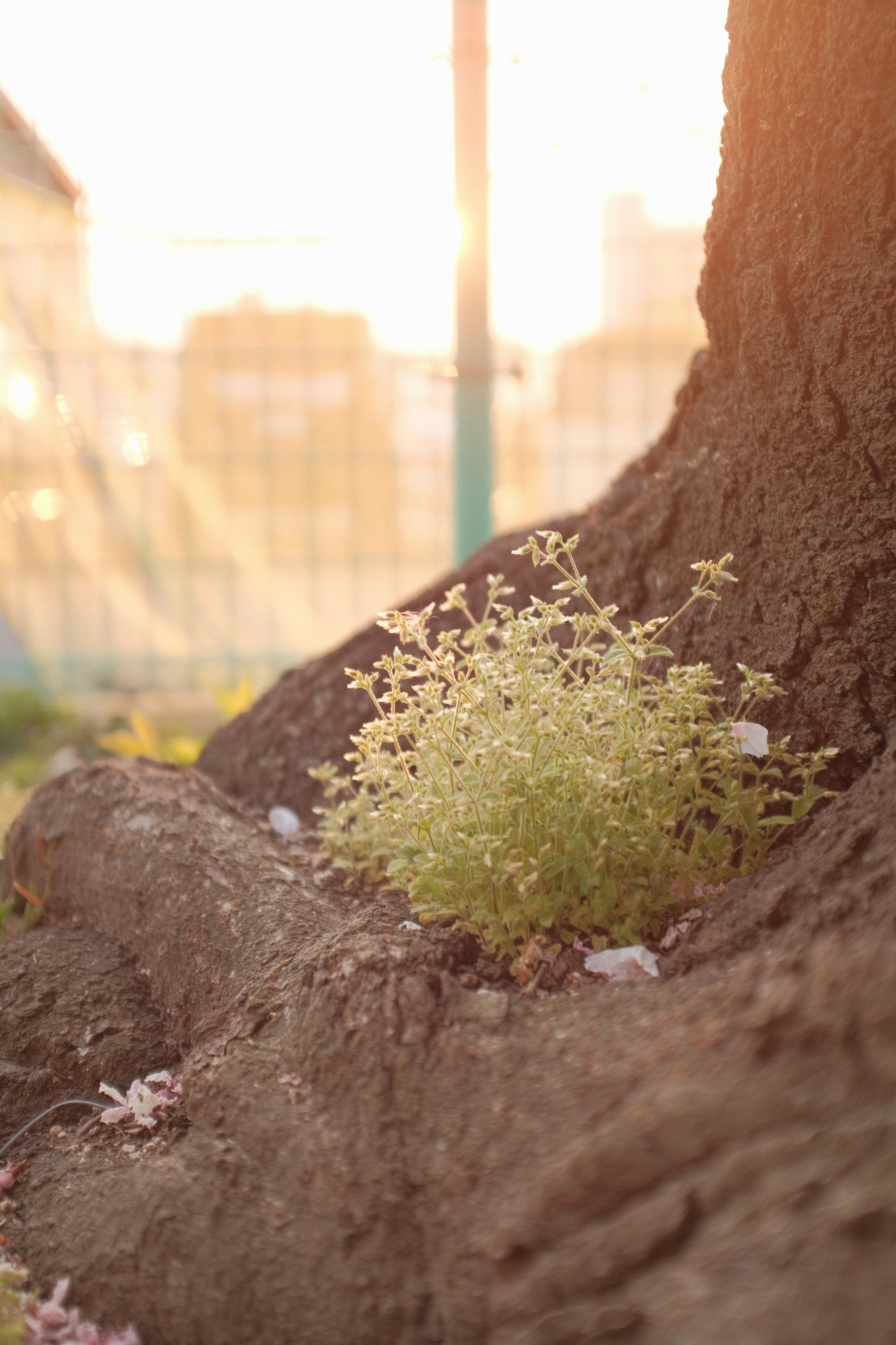 green plant on brown rock